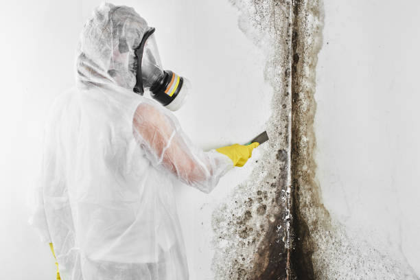 Best Commercial Mold Removal  in Peachtree Corners, GA