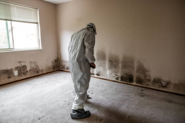 Best Same-Day Mold Removal  in Peachtree Corners, GA