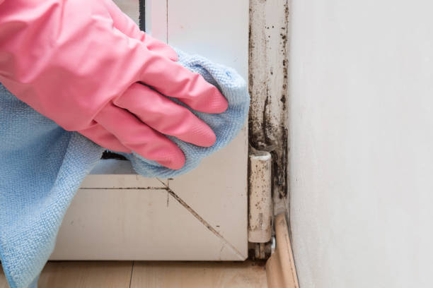 Best Fast Mold Removal  in Peachtree Corners, GA